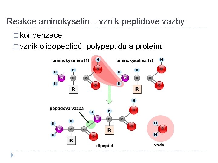 Reakce aminokyselin – vznik peptidové vazby � kondenzace � vznik oligopeptidů, polypeptidů a proteinů