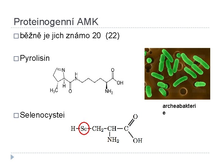 Proteinogenní AMK � běžně je jich známo 20 (22) � Pyrolisin � Selenocystein archeabakteri