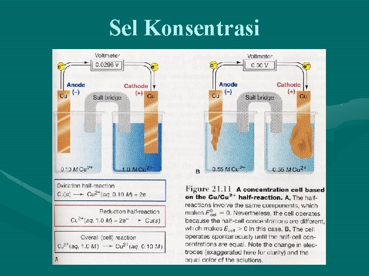 Sel Konsentrasi 