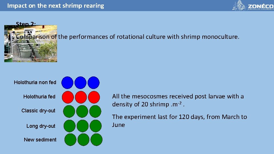 Impact on the next shrimp rearing Step 2: Comparison of the performances of rotational