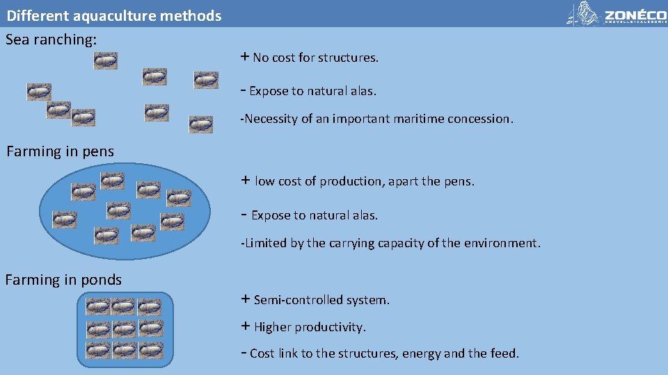 Different aquaculture methods Sea ranching: + No cost for structures. - Expose to natural