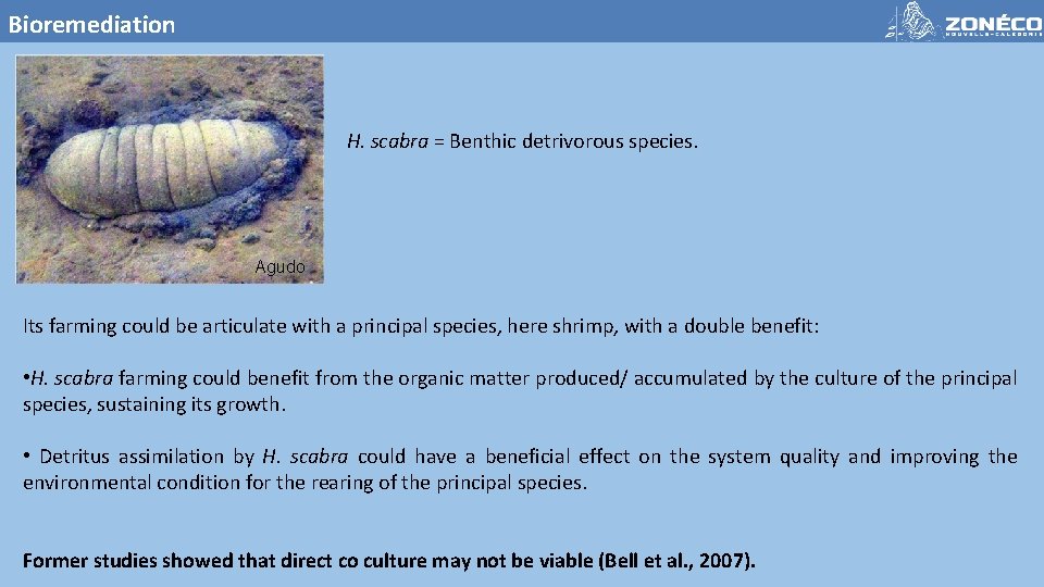 Bioremediation H. scabra = Benthic detrivorous species. Agudo Its farming could be articulate with