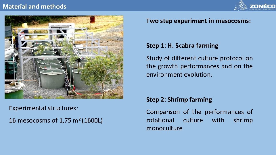 Material and methods Two step experiment in mesocosms: Step 1: H. Scabra farming Study