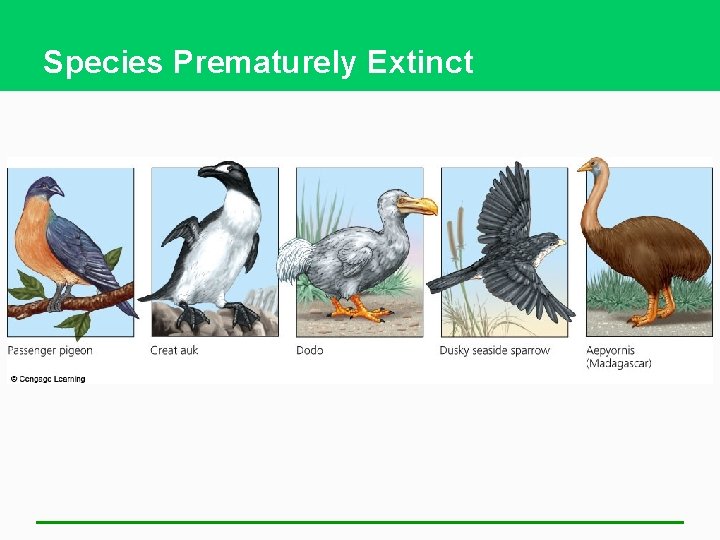 Species Prematurely Extinct 