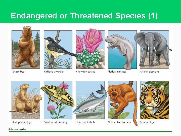 Endangered or Threatened Species (1) 