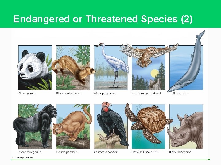 Endangered or Threatened Species (2) 