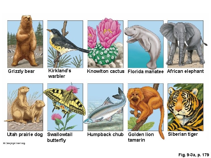 Grizzly bear Kirkland’s warbler Utah prairie dog Swallowtail butterfly Knowlton cactus Florida manatee African