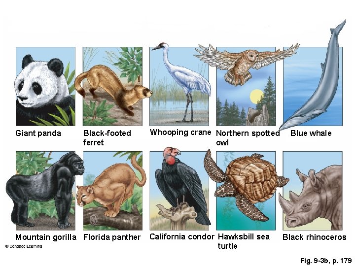 Giant panda Black-footed ferret Mountain gorilla Florida panther Whooping crane Northern spotted owl California