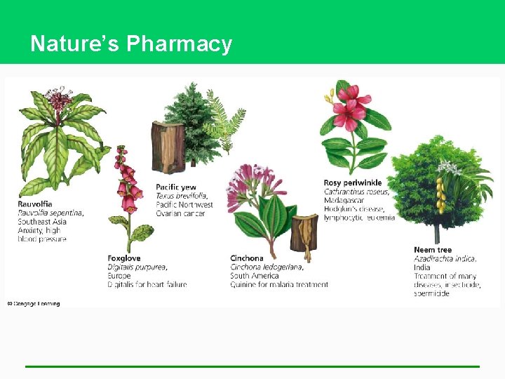 Nature’s Pharmacy 