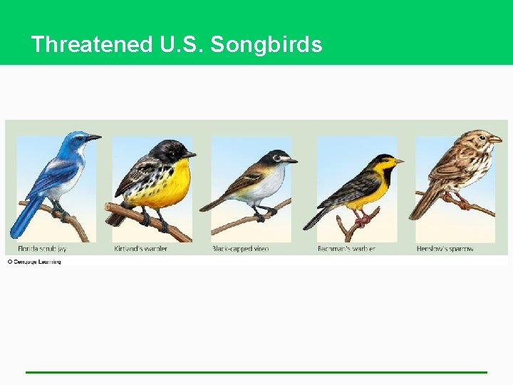 Threatened U. S. Songbirds 