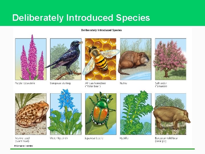 Deliberately Introduced Species 