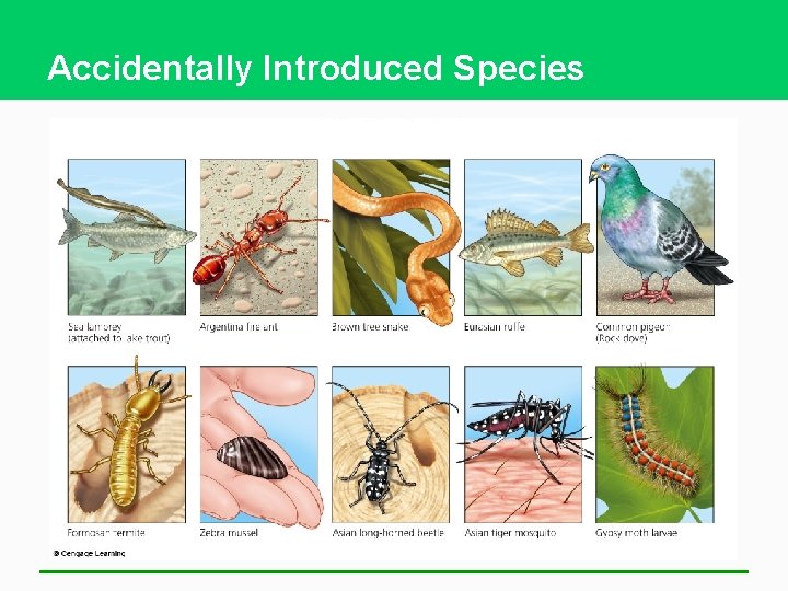 Accidentally Introduced Species 