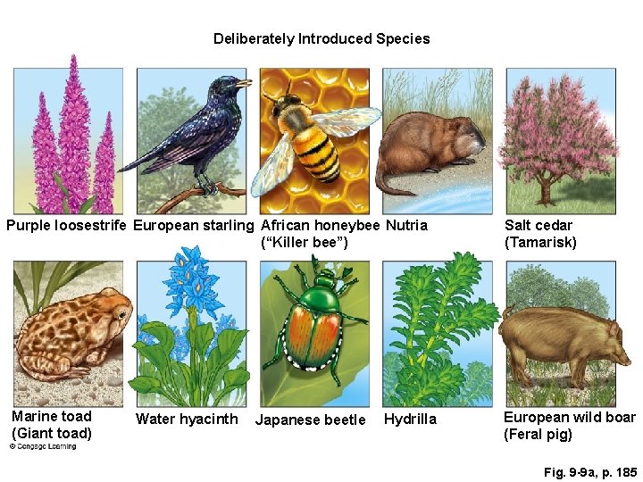 Deliberately Introduced Species Purple loosestrife European starling African honeybee Nutria (“Killer bee”) Marine toad
