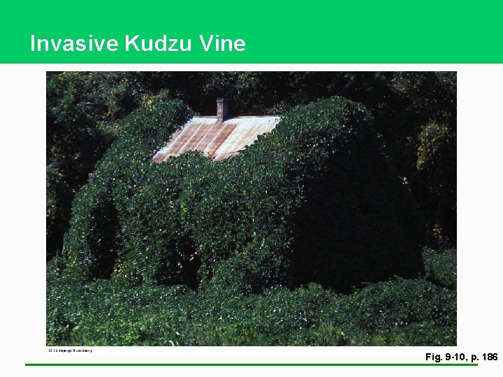 Invasive Kudzu Vine Fig. 9 -10, p. 186 
