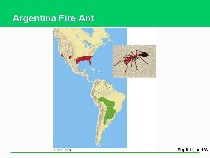 Argentina Fire Ant Fig. 9 -11, p. 186 