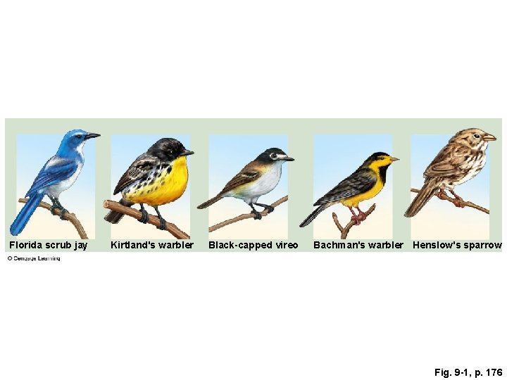 Florida scrub jay Kirtland's warbler Black-capped vireo Bachman's warbler Henslow's sparrow Fig. 9 -1,