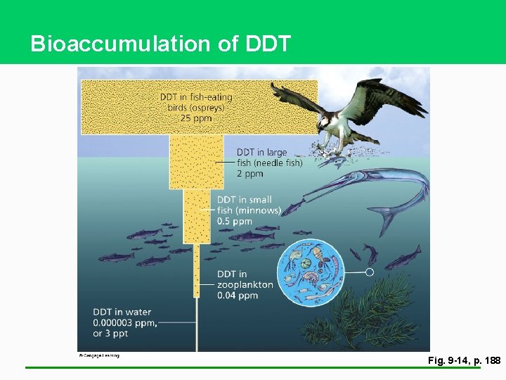 Bioaccumulation of DDT Fig. 9 -14, p. 188 