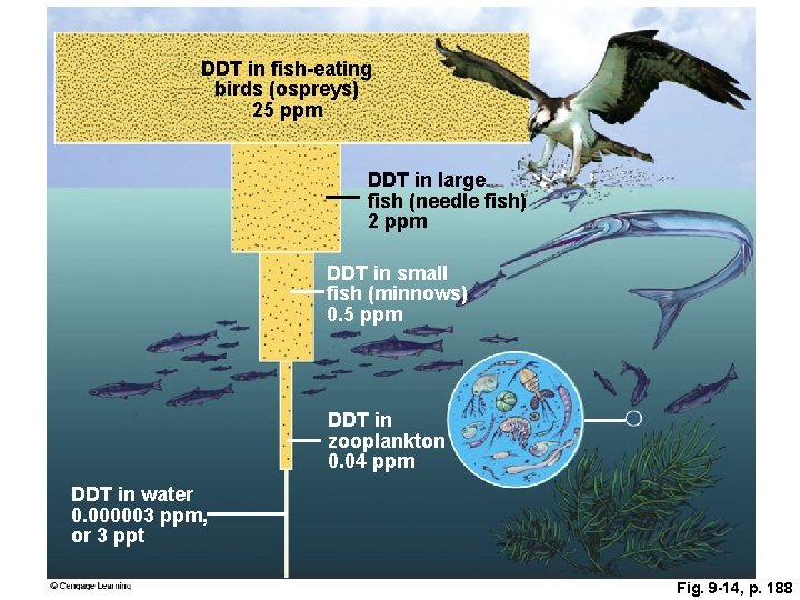 DDT in fish-eating birds (ospreys) 25 ppm DDT in large fish (needle fish) 2