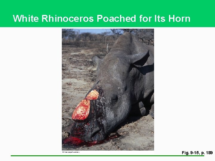 White Rhinoceros Poached for Its Horn Fig. 9 -15, p. 189 