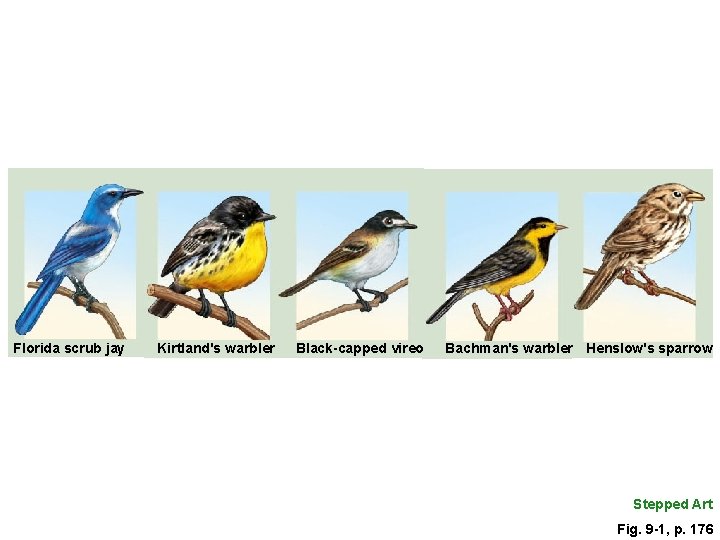 Florida scrub jay Kirtland's warbler Black-capped vireo Bachman's warbler Henslow's sparrow Stepped Art Fig.