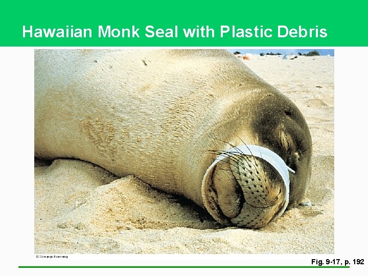 Hawaiian Monk Seal with Plastic Debris Fig. 9 -17, p. 192 