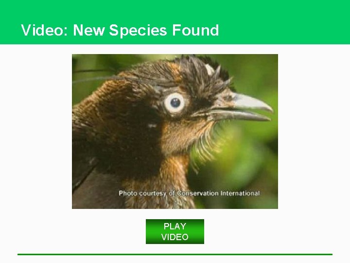 Video: New Species Found PLAY VIDEO 
