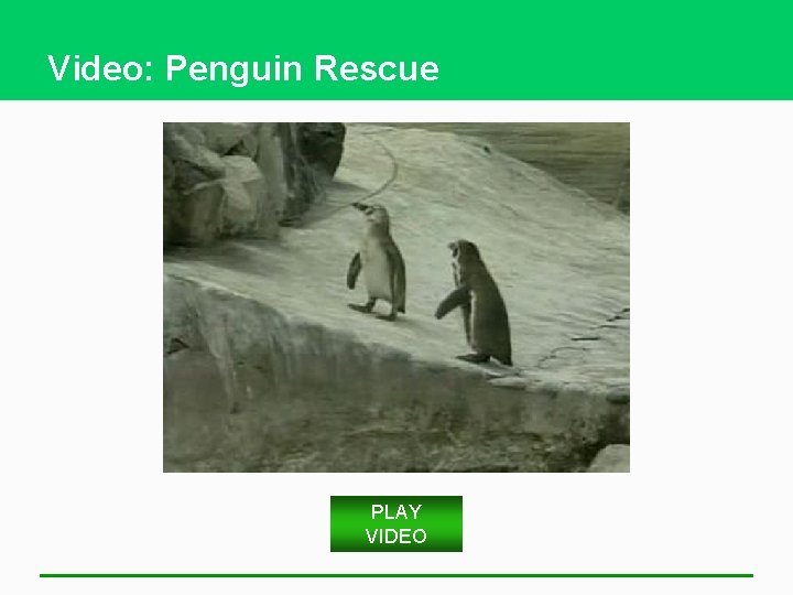 Video: Penguin Rescue PLAY VIDEO 