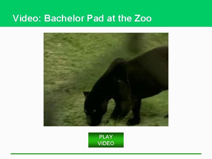 Video: Bachelor Pad at the Zoo PLAY VIDEO 