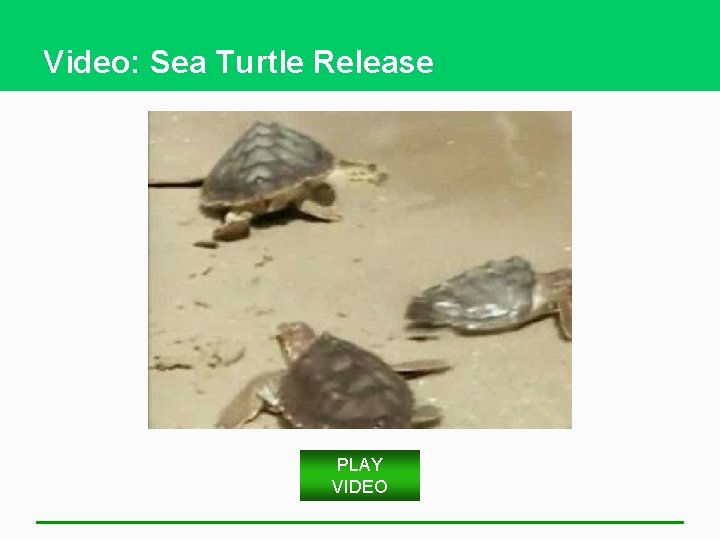 Video: Sea Turtle Release PLAY VIDEO 