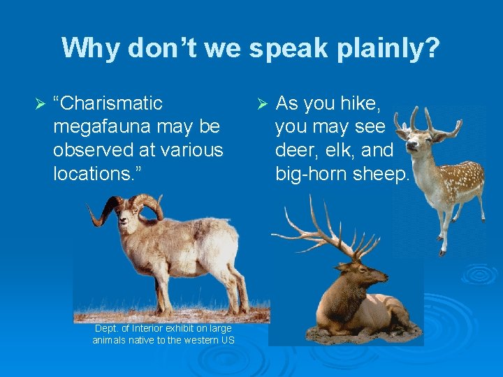 Why don’t we speak plainly? Ø “Charismatic megafauna may be observed at various locations.