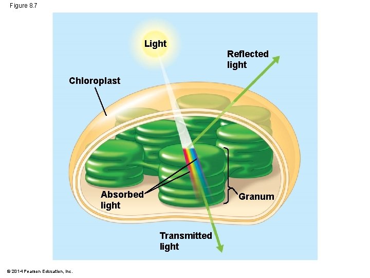 Figure 8. 7 Light Reflected light Chloroplast Absorbed light Granum Transmitted light © 2014