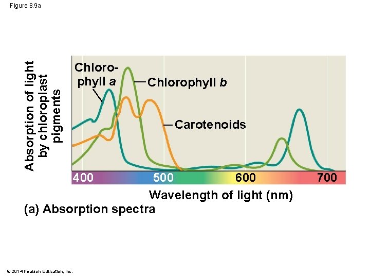 Absorption of light by chloroplast pigments Figure 8. 9 a Chlorophyll b Carotenoids 500