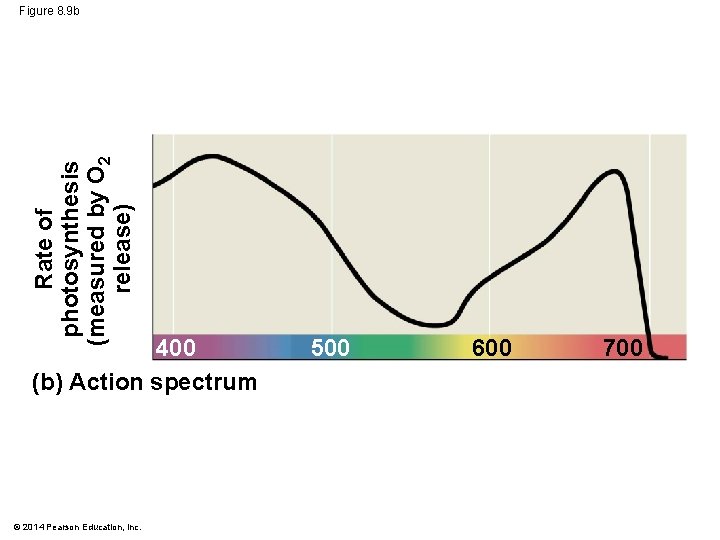 Rate of photosynthesis (measured by O 2 release) Figure 8. 9 b 400 (b)