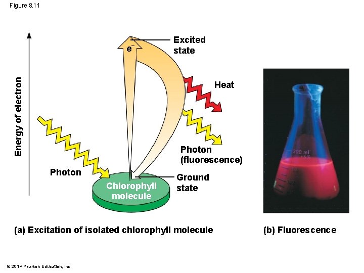 Figure 8. 11 Energy of electron e − Excited state Heat Photon (fluorescence) Photon