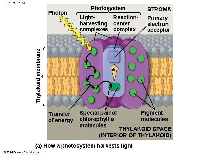 Figure 8. 12 a Thylakoid membrane Photon Photosystem STROMA Reaction. Lightharvesting center complexes complex