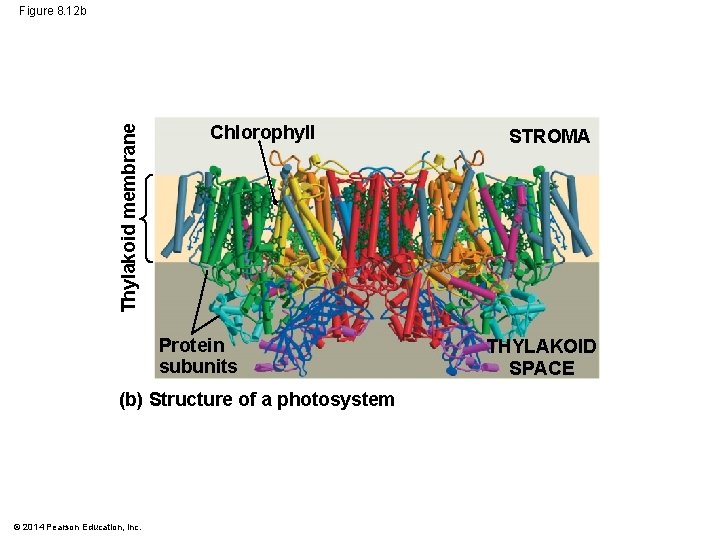 Thylakoid membrane Figure 8. 12 b Chlorophyll Protein subunits (b) Structure of a photosystem