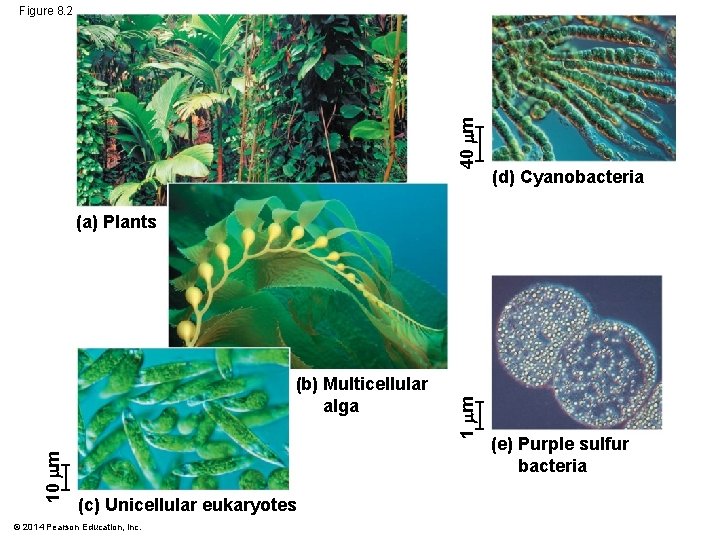 40 m Figure 8. 2 (d) Cyanobacteria 10 m (b) Multicellular alga (c) Unicellular