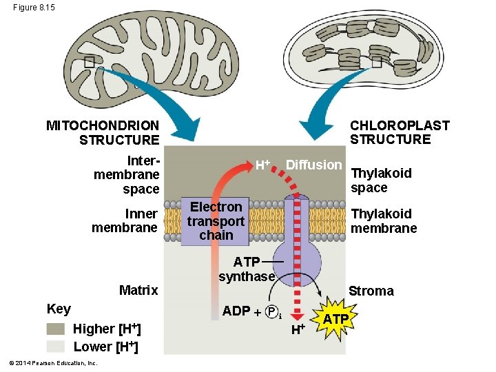 Figure 8. 15 CHLOROPLAST STRUCTURE MITOCHONDRION STRUCTURE Intermembrane space Inner membrane Matrix Key Higher