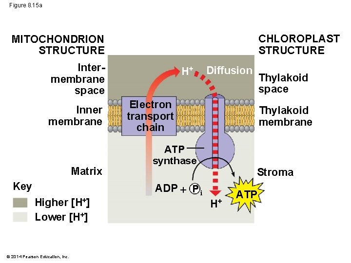 Figure 8. 15 a CHLOROPLAST STRUCTURE MITOCHONDRION STRUCTURE Intermembrane space Inner membrane Matrix Key