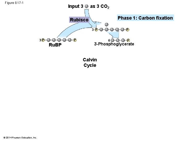 Figure 8. 17 -1 Input 3 as 3 CO 2 Phase 1: Carbon fixation