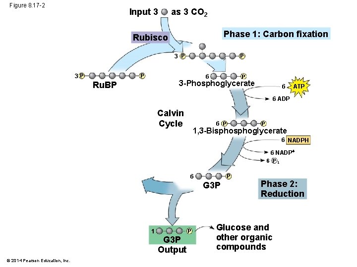 Figure 8. 17 -2 Input 3 as 3 CO 2 Phase 1: Carbon fixation