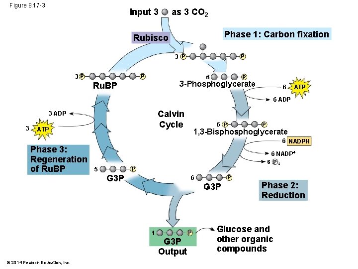 Figure 8. 17 -3 Input 3 as 3 CO 2 Phase 1: Carbon fixation