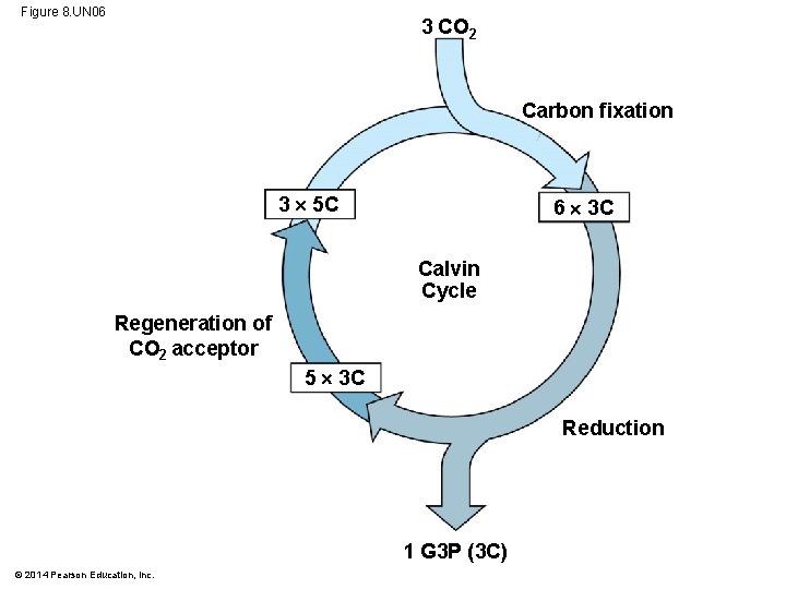 Figure 8. UN 06 3 CO 2 Carbon fixation 3 5 C 6 3