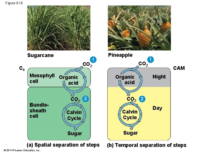 Figure 8. 18 Sugarcane 1 Pineapple CO 2 C 4 Mesophyll Organic cell acid