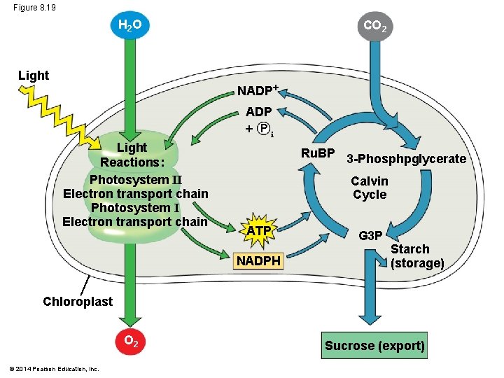 Figure 8. 19 H 2 O Light CO 2 NADP Pi Light Reactions: Photosystem