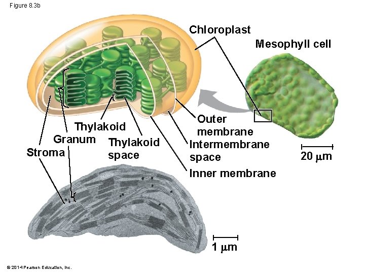 Figure 8. 3 b Chloroplast Mesophyll cell Thylakoid Granum Thylakoid Stroma space Outer membrane