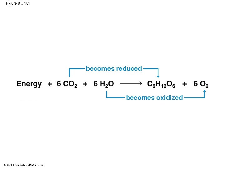 Figure 8. UN 01 becomes reduced becomes oxidized © 2014 Pearson Education, Inc. 