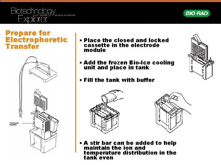 Prepare for Electrophoretic Transfer • Place the closed and locked cassette in the electrode