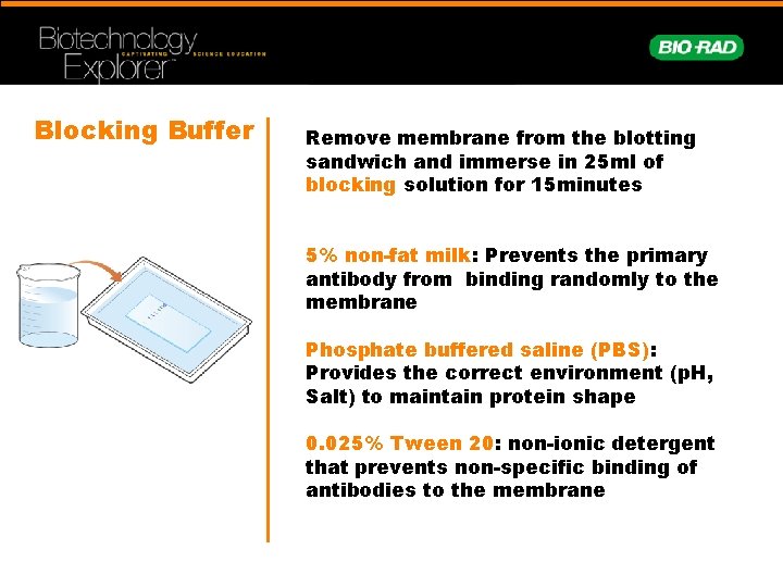 Blocking Buffer Remove membrane from the blotting sandwich and immerse in 25 ml of