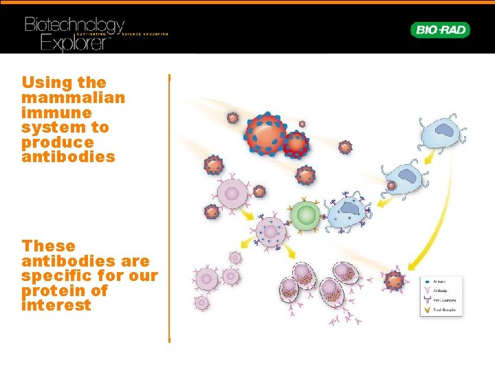 Using the mammalian immune system to produce antibodies These antibodies are specific for our